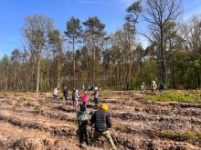 Akcja sadzenia lasu w Nadleśnictwie Radziwiłłów.